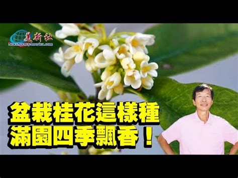 桂花好種嗎|秋日桂花香！達人教你在家種花、品香